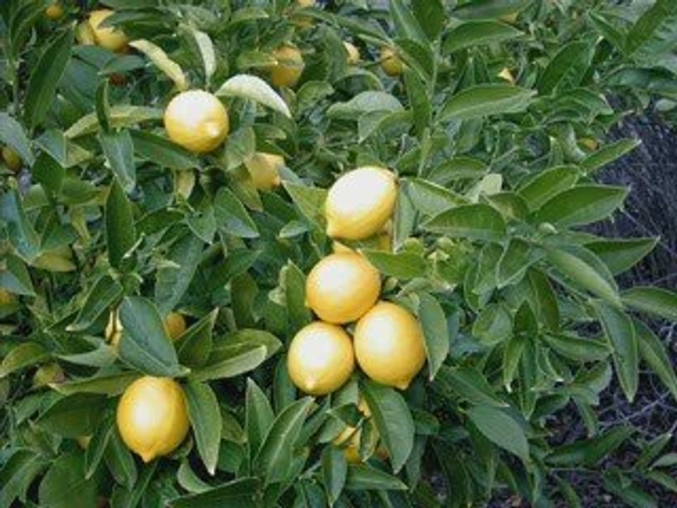Music - Nuke of Lemon