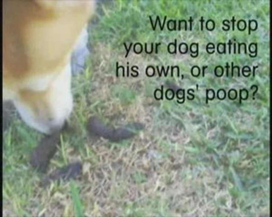 dog training pet