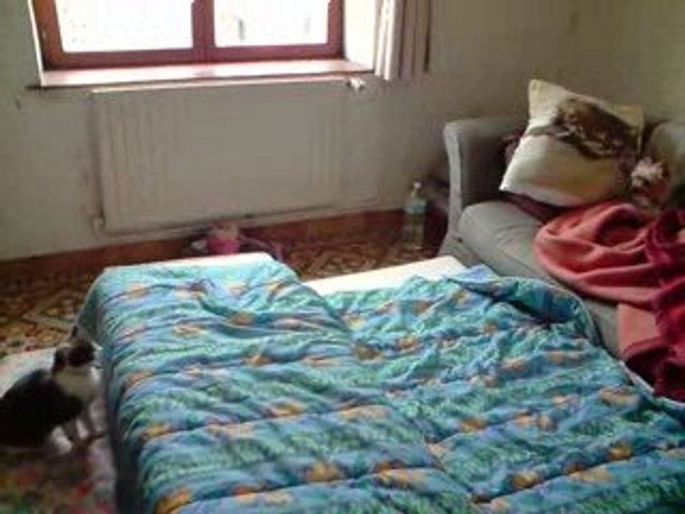 Chien et Chat c'est ckon dit mdr xD