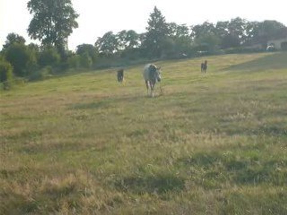 pash4juill09