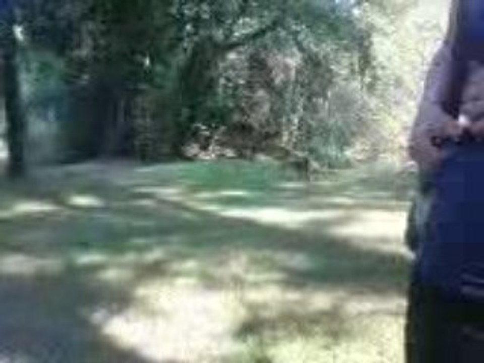 un chien qui pete un cable