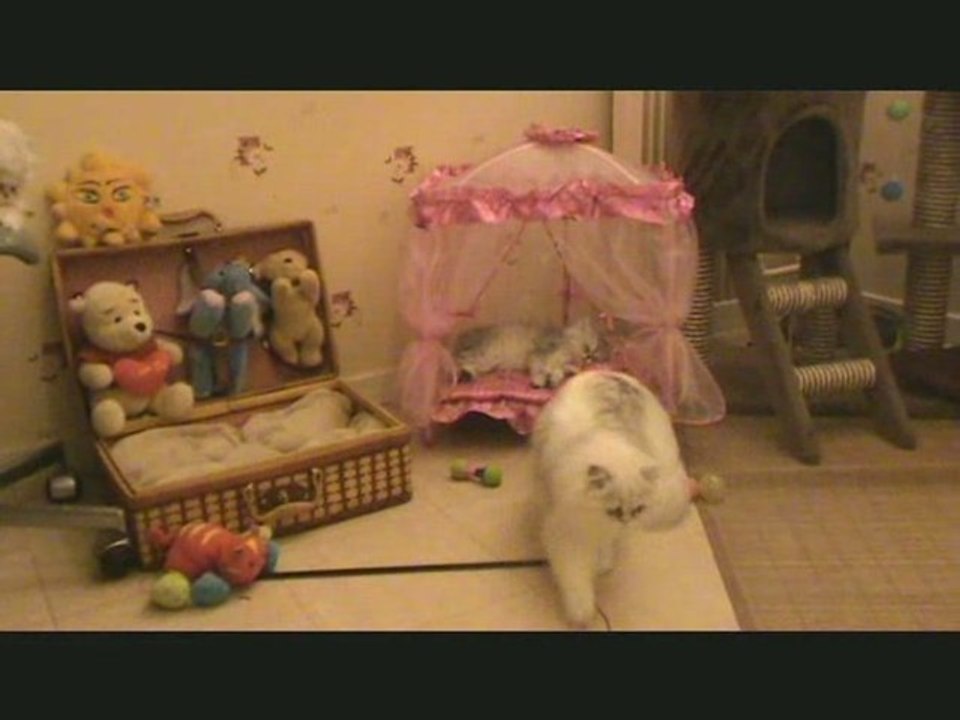 chaton persan chinchilla