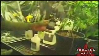 Step By Step Hydroponic Marijuana Grow Room Set Up Part 6