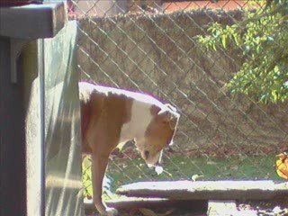 amstaff ciara ma louloute
