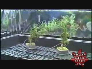 Step By Step Hydroponic Marijuana Grow Room Set Up Part 9
