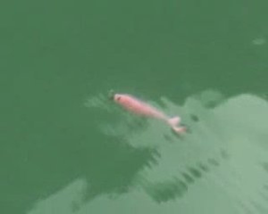furry shad