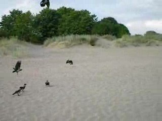 Les vautours de la plage de Parnu (Estonie)
