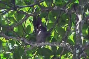 BOLERO-RAVEL/CLASSIC MUSIC