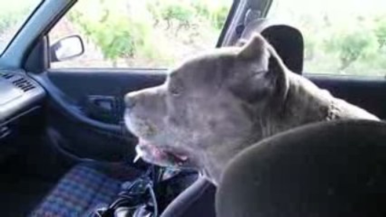 Gordon mon cane corso