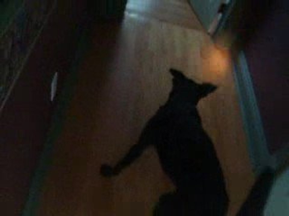 Une chien fou