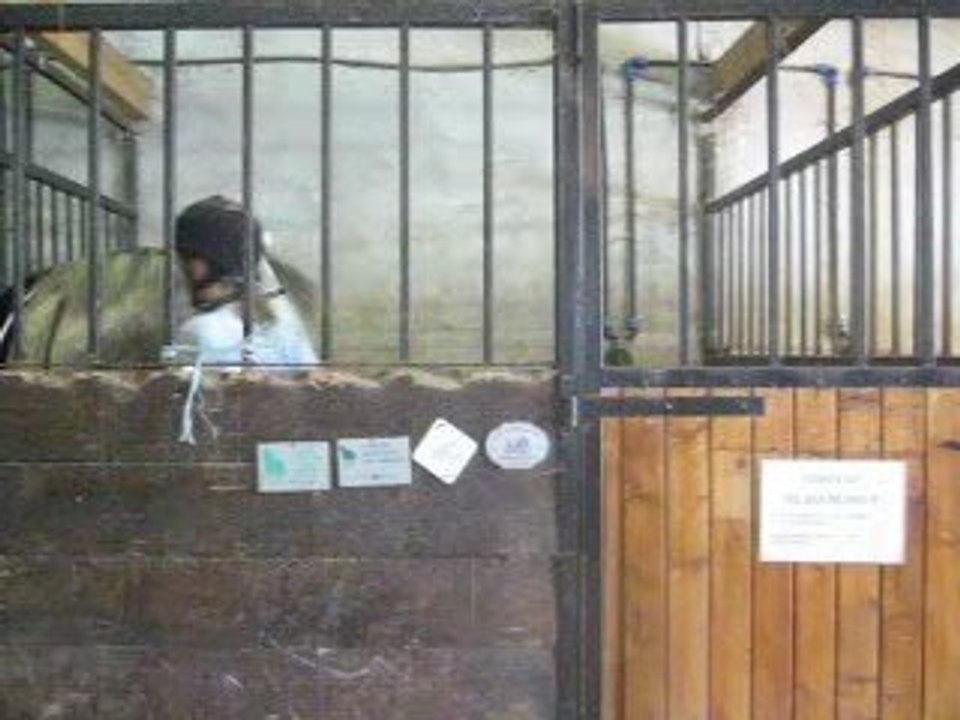 Essai de montoir au boxe : 9 juillet