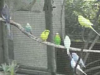 ma volière extérieure