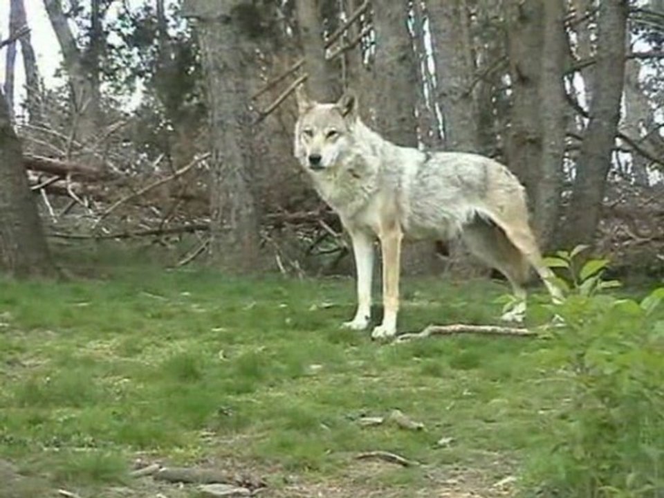 le loup réapprenons à le connaître
