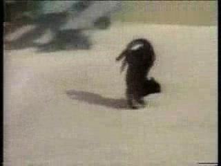 Les chats ils sont cons ! - Bêtisier, compilation