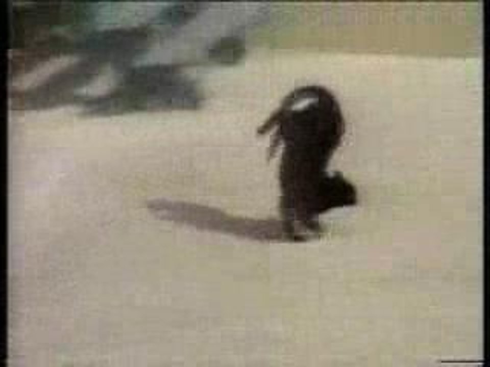 Les chats ils sont cons ! - Bêtisier, compilation