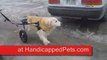 Dog walks again in Walkin Wheels Dog Wheelchair