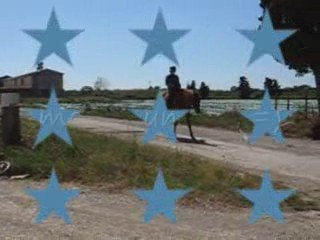 camargue, balade 9 juillet 2009