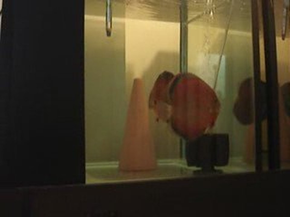 supersunmerah Agrade eş