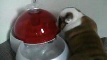 English Bulldog pups 4 weeks