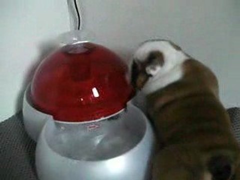 English Bulldog pups 4 weeks