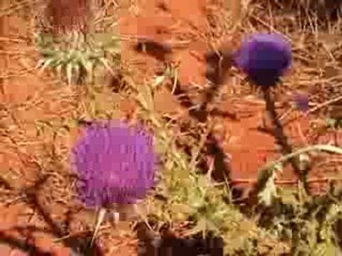 Salento: mare e spiagge del Salento