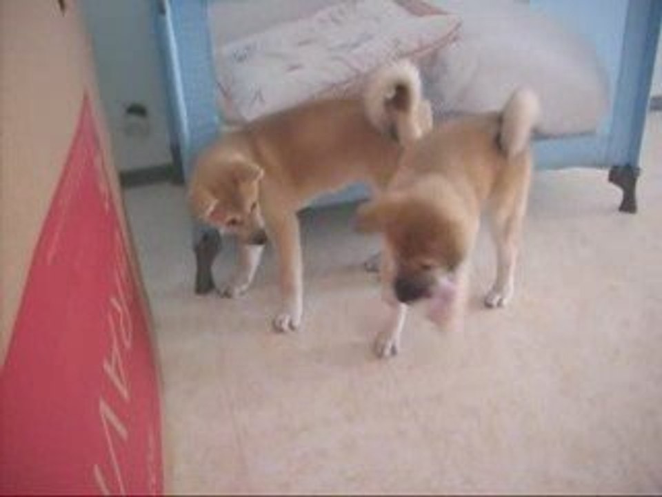 Emeraude et Tess le 09 Juillet 2009
