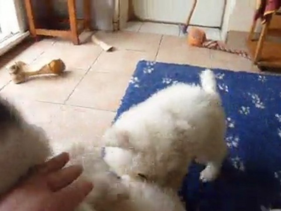 Bébés Daelynn &  Heaven