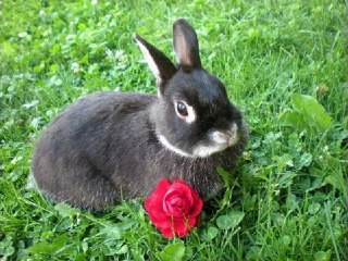 Montage des géniteurs de l'Elevage du Lapin Câlin