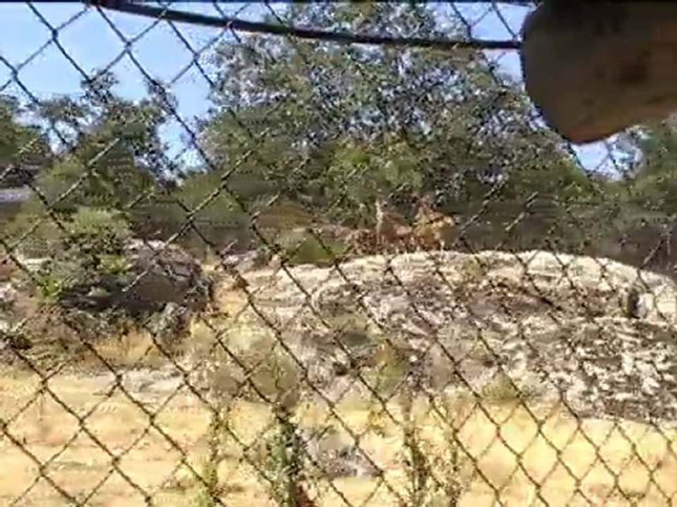 Lobos en Cañada Real open Center
