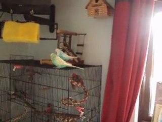 Budgies Playing