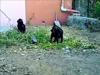 LAÇİ VE YAVRULARI...