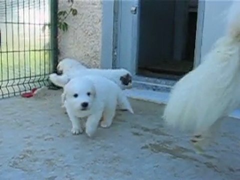 8 CHIOTS MONTAGNE DES PYRENEES A RESERVER DE CH.CS. URA-BELLE x CH. EDWIN