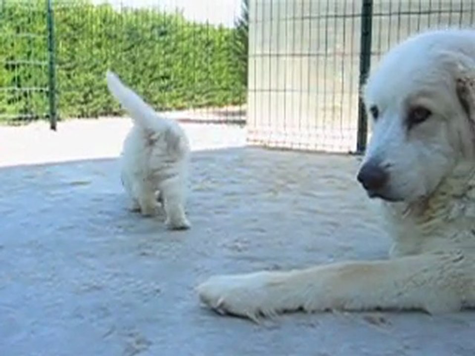8 CHIOTS MONTAGNE DES PYRENEES A RESERVER DE CH.CS. URA-BELLE x CH. EDWIN