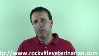 Veterinarian Rockville, MD - Should I Get A Second Pet