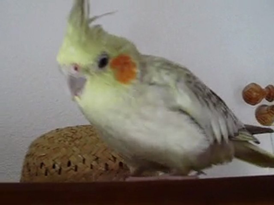 Calopsitte loulou apprivoisée !!!