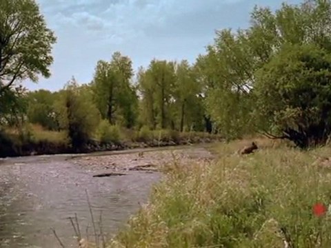 Wolves - Les Grands Reportages Imax