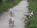 Bull Terrier Puppies Available - The Four HorseMen Kennel - 4 weeks old - D litter