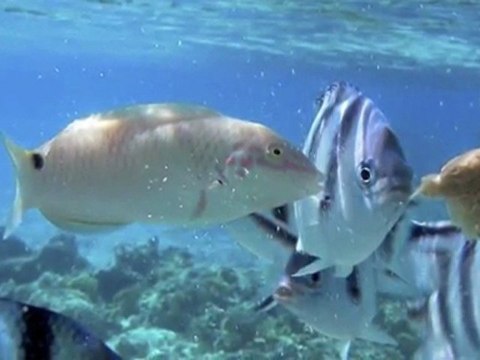 Gambier Island - French Polynesia