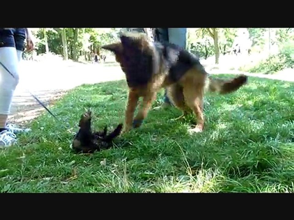 Finook et Pichu essaie de jouer ensemble