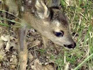 Stelvio National Park - Italy