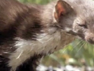 Adamello and Brenta Natural Park  -  Italy