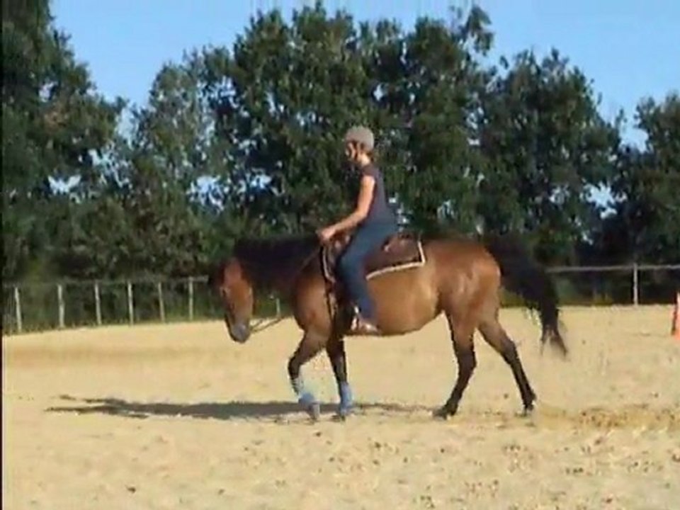 Stand by me dream, jument quarter horse née en 2002