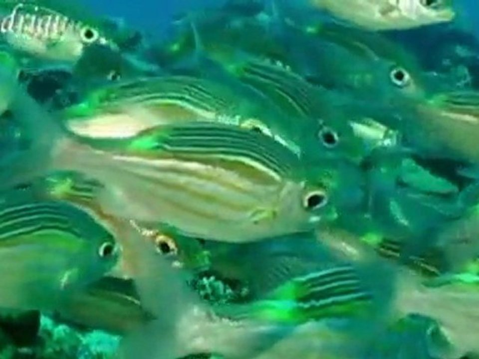 Rodrigues - Mauritius