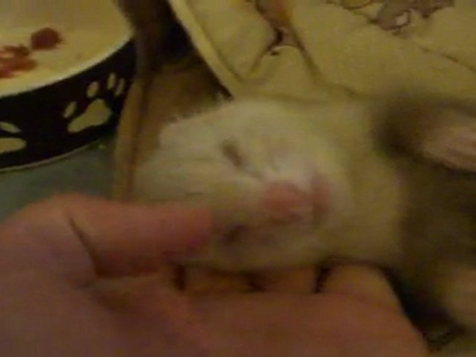 dodo Nala 2 Juillet 2011