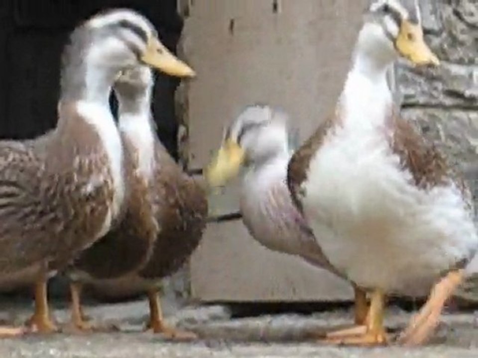 Oies et canards se désaltèrent