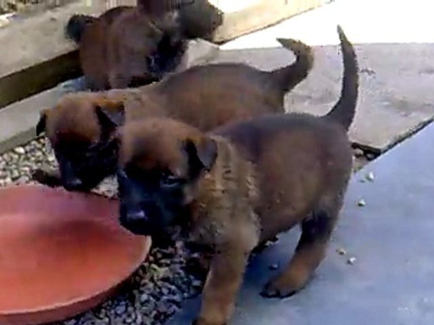 Chiots A 1 Mois Video Dailymotion
