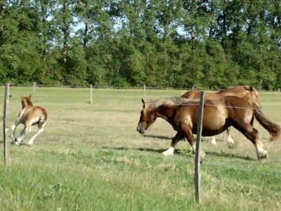 uria et baia