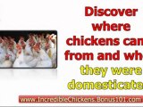 raising chickens in the city - raising chickens for dummies