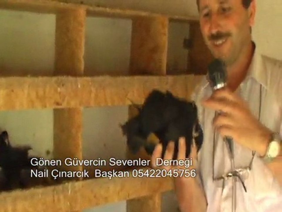 gönen güvercin sevenler derneği  Güvercin Mezatı nail çınarcık05422045756