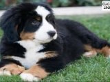 Dog Training - Puppy Training - How to train a dog.